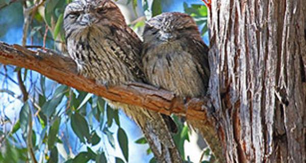 2 tawny frog mouth birds sitting in a tree