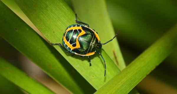 Picture of Stinkbug on leaf