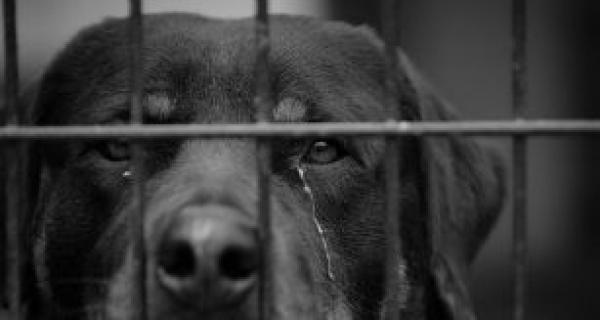Image - Animal Cruelty