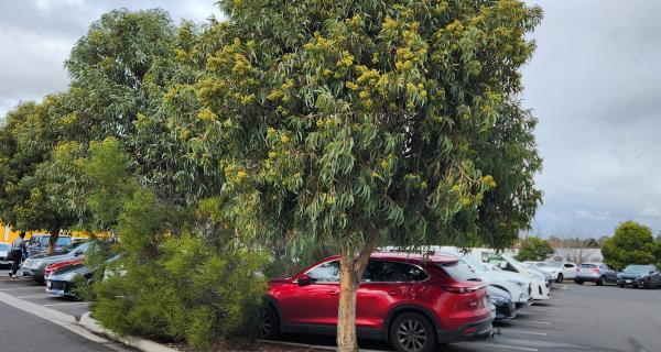 Corymbia eximia 'Nana' 