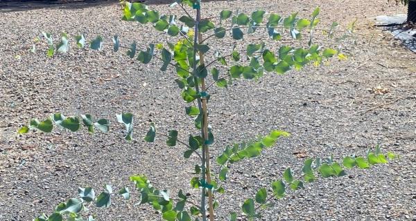 Close up of Juvenile Eucalyptus cephalocarpa