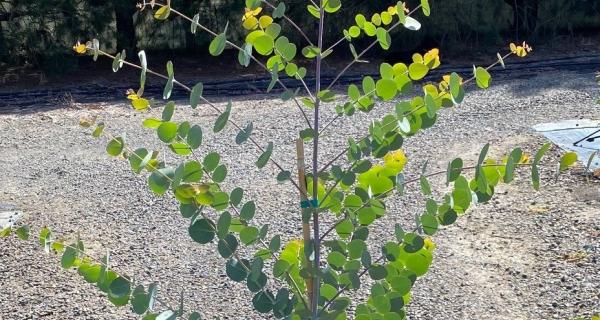 Close up of Juvenile Eucalyptus goniocalyx