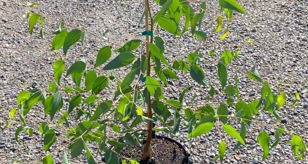 Close up of juvenile eucalyptus macrorhyncha