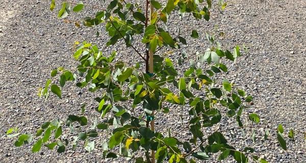 Close up of juvenile Eucalyptus yarraensis