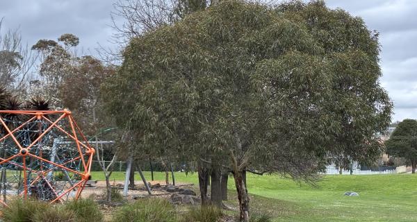 Eucalyptus leucoxylon Rosea in a park