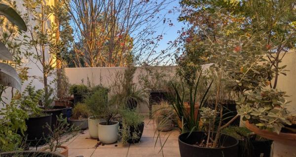 Balcony garden with pots of native plants