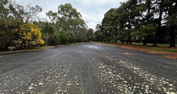 disused carpark and trees surrounding it