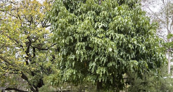 Brachychiton acerifolius in a park