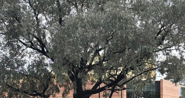 Eucalyptus sideroxylon