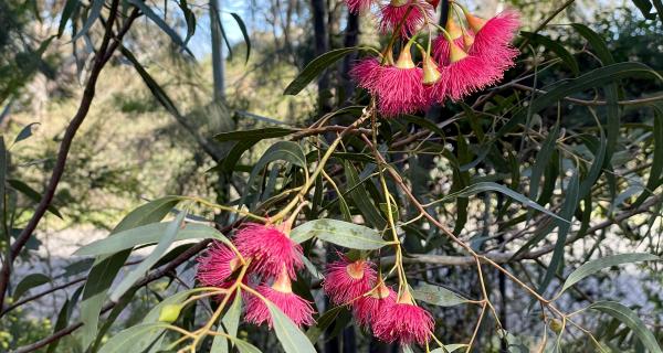 Dark pink flowers of Eucalyptus leucoxylon 'Rosea'