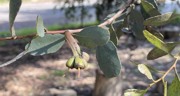 Buds of Eucalyptus platypus with flattened peduncle that gives it its name