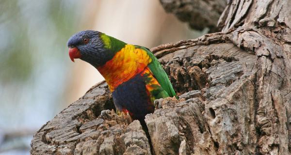 Rainbow Lorikeet in a tree hollow