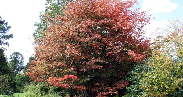 Parrotia persica turns burgundy in autumn. Credit: Burnley Plant Guide, The University of Melbourne.