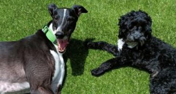 two dark coloured dogs rolling in grass