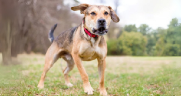 A dog in a park