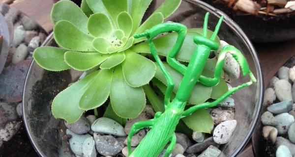image of small terrarium garden