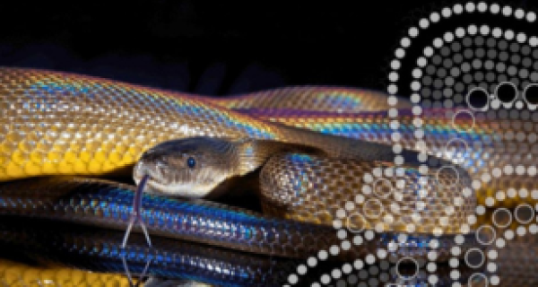 Naidoc Week at Strathdon House  Meet Rainbow Serpent Reptile Show & Little Wombats Cultural Program