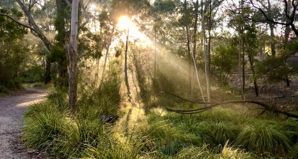Picture of Bellbird Dell 