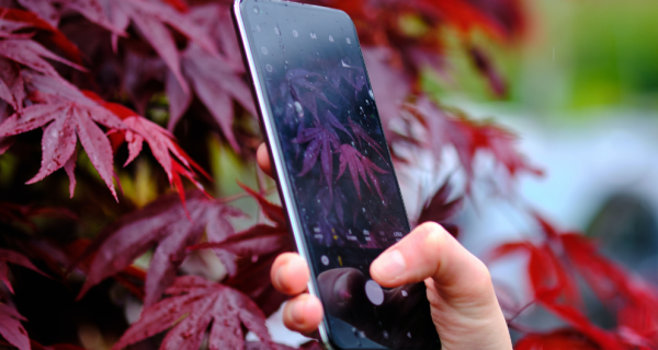 A close up of someone taking a photo of red leave on an iPhone