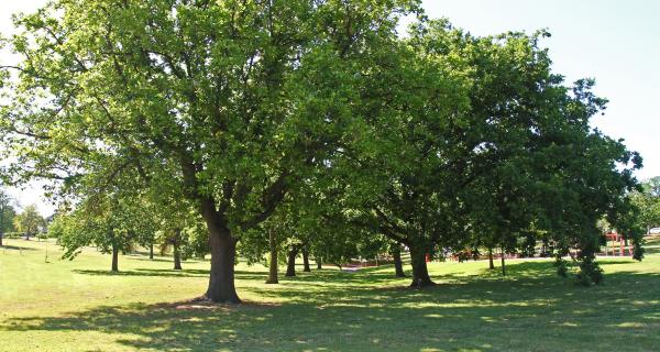 Trees - box hill gardens