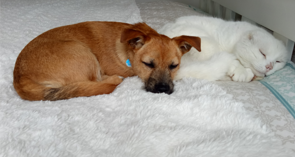 Comm Safety Cat and Dog