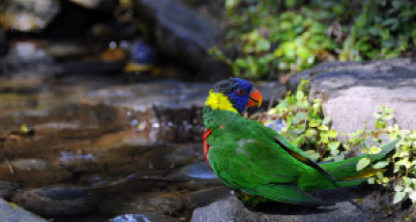 Lorikeet by water - thumbnail