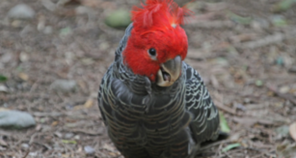 Gang-Gang Cockatoo