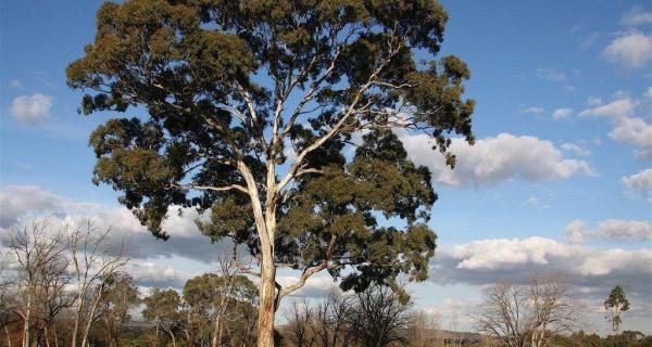 Yellow Box - Eucalyptus melliodora