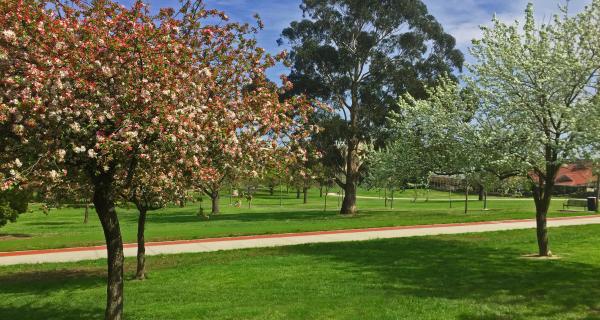 Trees at the Box Hill Gardens