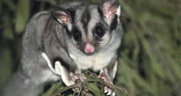 Sugar Glider