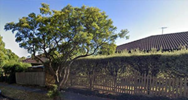 Lemon scented tea tree on a nature strip with a footpath and fence in the background
