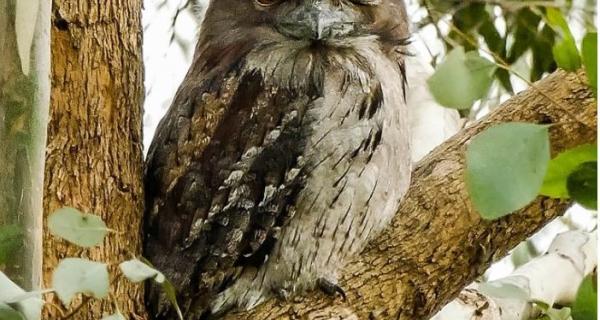tawny frogmouth seated in fork of tree