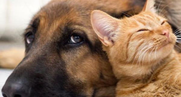 cat snuggling in to dog