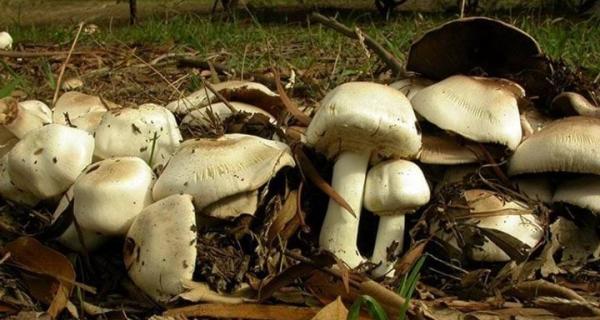 Mushrooms