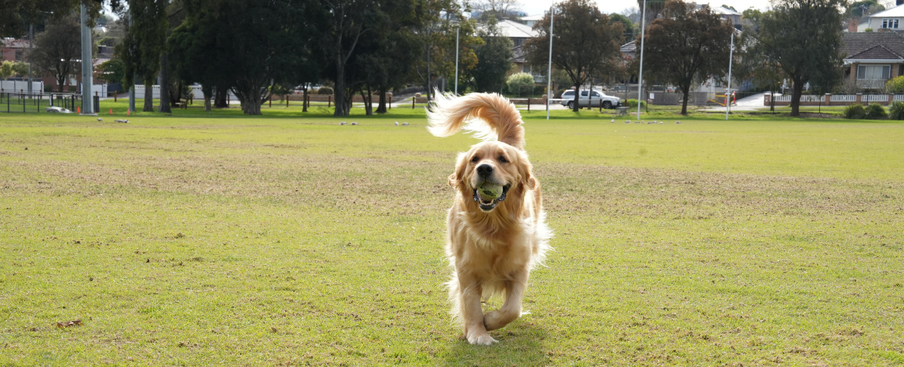 Exercising Your Dog - Springfield Park