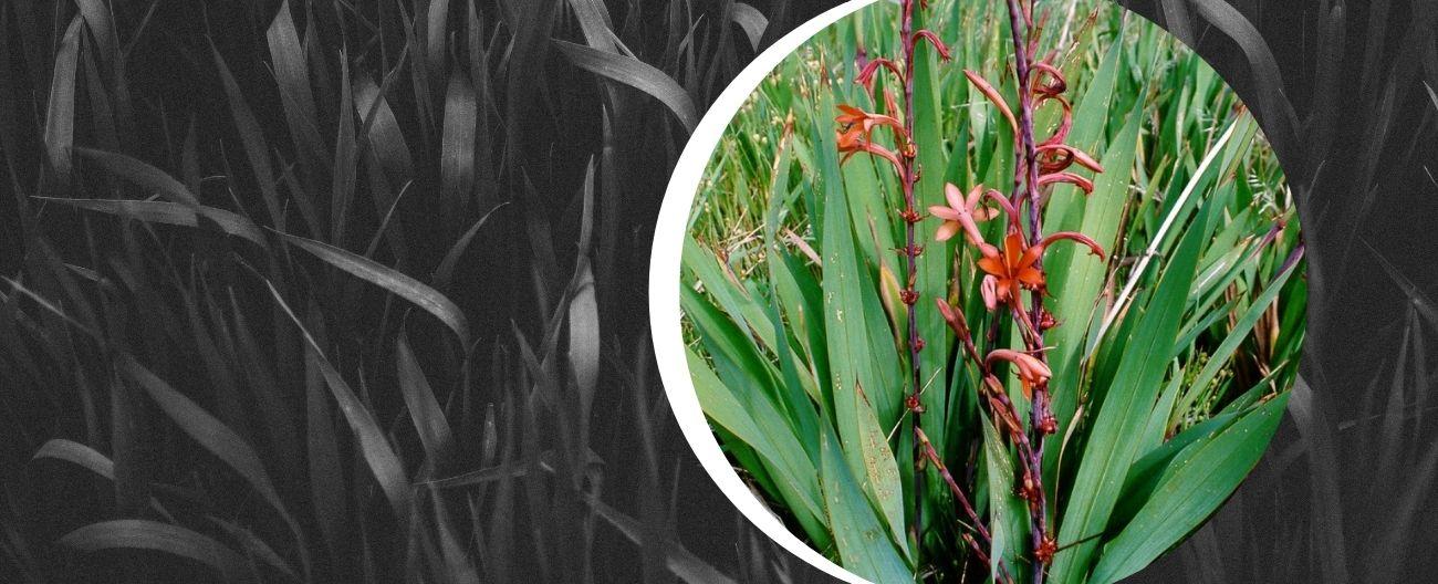 Bulbs that become bushland weeds