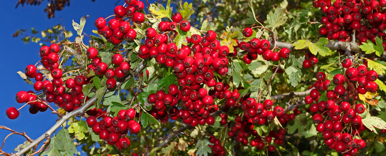 Red berries on weedy tree