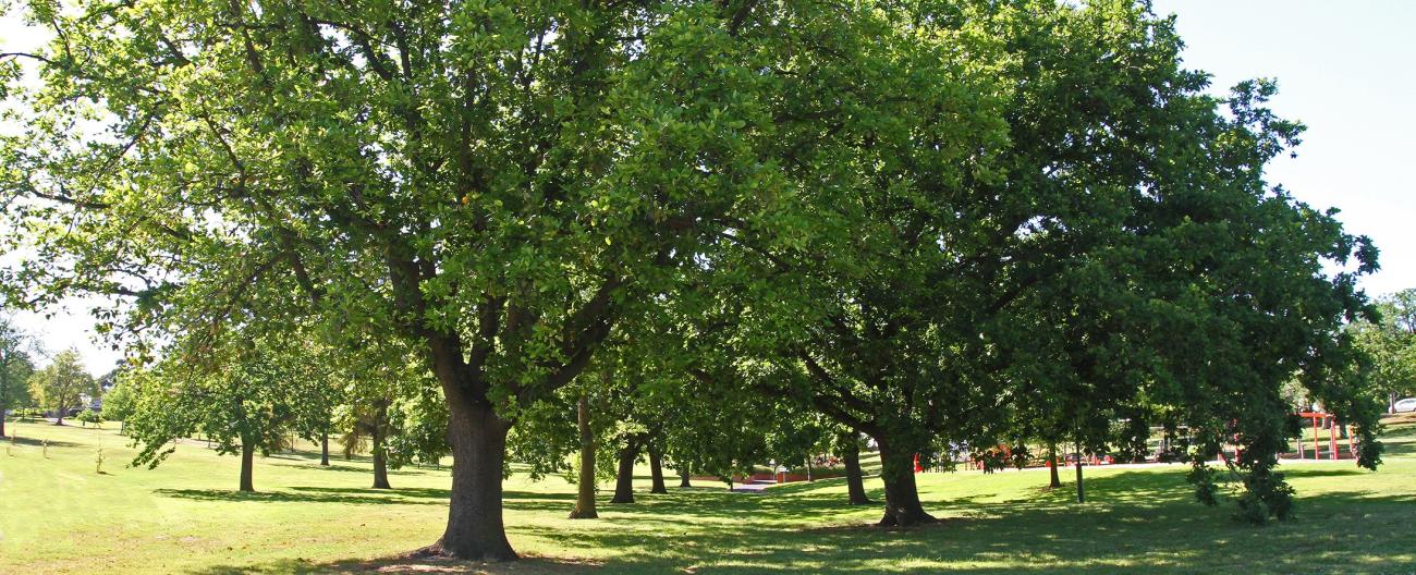 Trees - box hill gardens