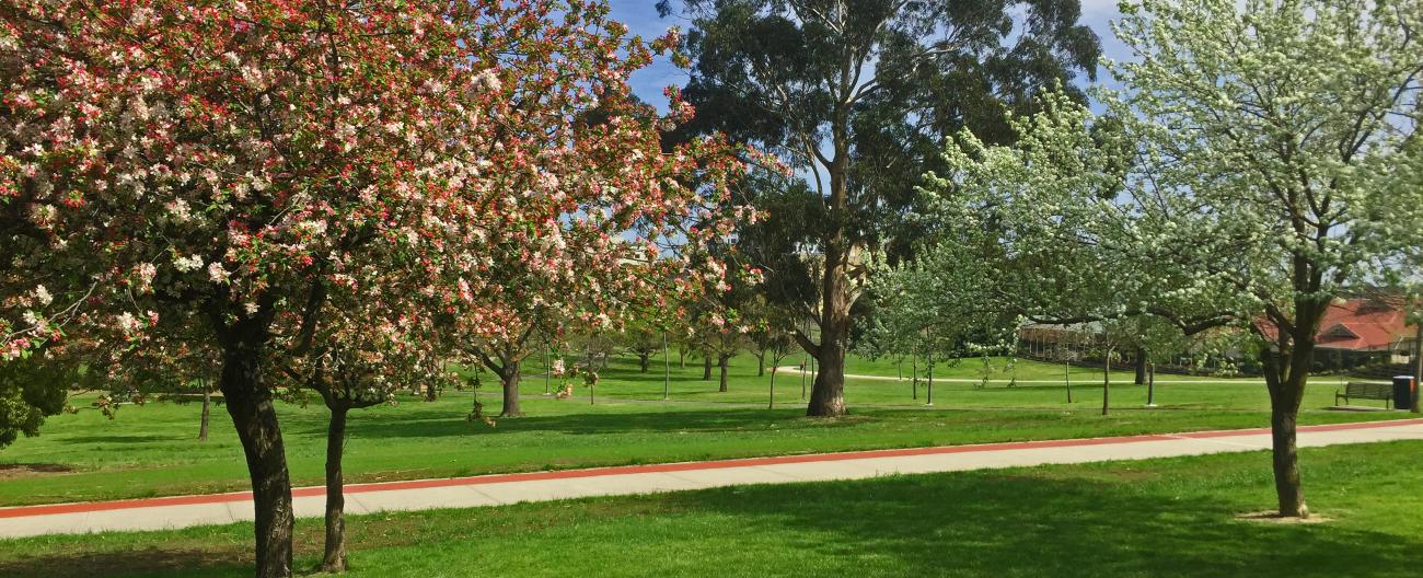 Trees at the Box Hill Gardens